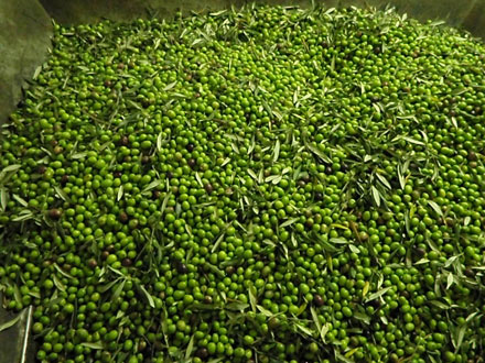 olive itrana