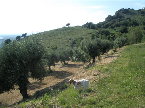 oliveto itrana Cori