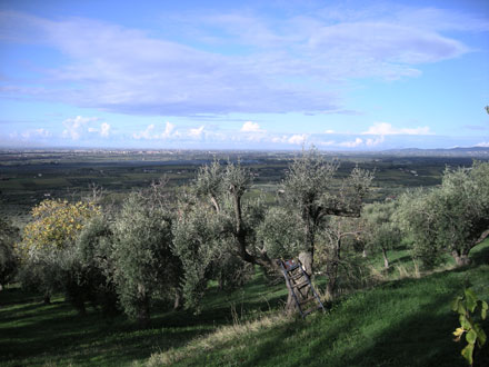 oliveto agropontino