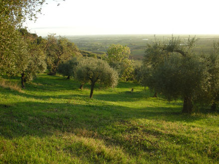 oliveto irana cori