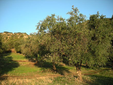 oliveto itrana cori