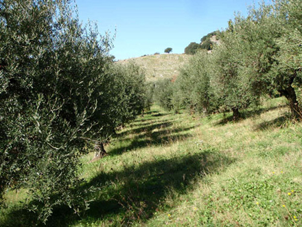 oliveto itrana Cori