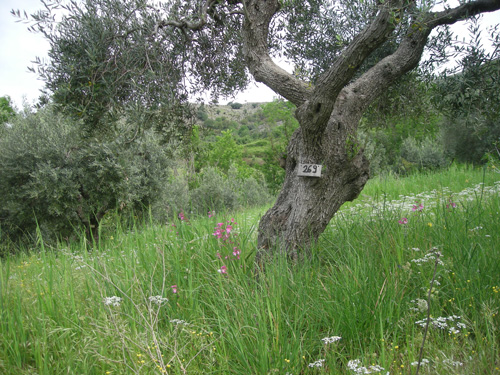 oliveto itrana